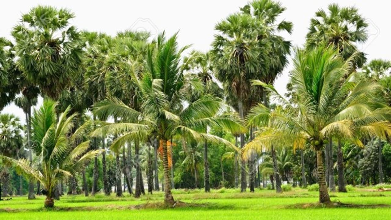 தென்னையைத் தாக்கும் காண்டமிருக வண்டைக் கட்டுப்படுத்துவது எப்படி? தென்னையைத் தாக்கும் காண்டமிருக வண்டைக் கட்டுப்படுத்துவது எப்படி?