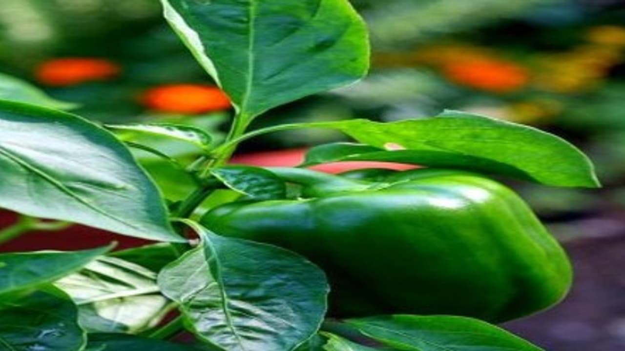 குடைமிளகாய் சாகுபடியை இப்படியும் செய்யலாம்; 70 நாளில் அறுவடைக்கு ரெடி… குடைமிளகாய் சாகுபடியை இப்படியும் செய்யலாம்; 70 நாளில் அறுவடைக்கு ரெடி…