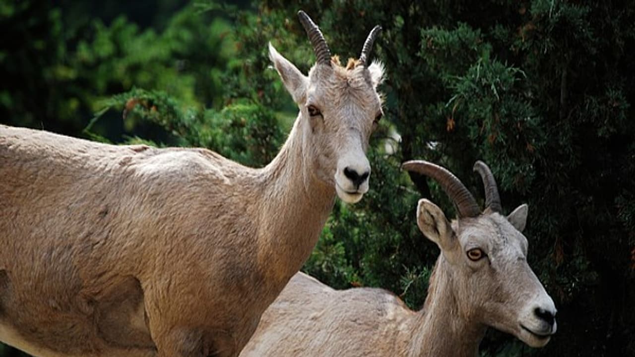 செம்மறி ஆட்டு இனங்கள் பயன்பாடு முதல் நன்மைகள் வரை ஒரு அலசல்..