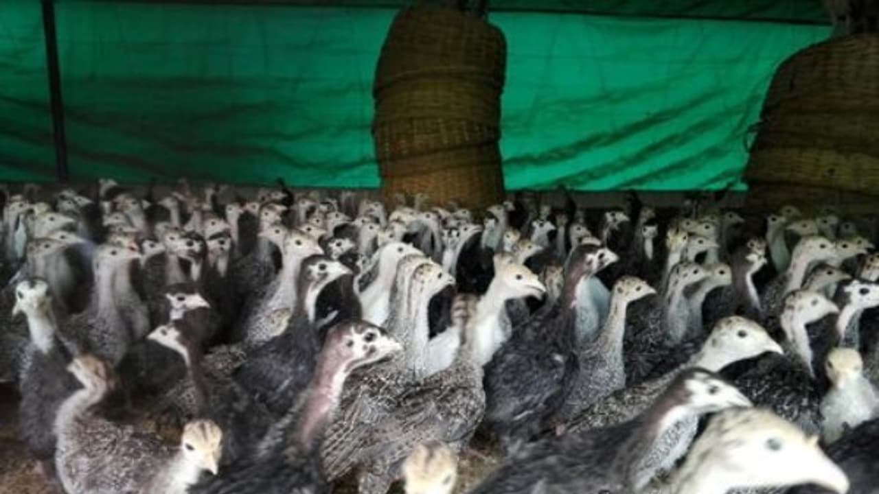 வான்கோழிகளுக்கு ஏற்படும் இந்த மாதிரியான நோய்களை தீர்க்க இதுதான் வழிகள்... வான்கோழிகளுக்கு ஏற்படும் இந்த மாதிரியான நோய்களை தீர்க்க இதுதான் வழிகள்...