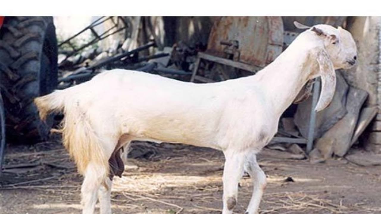 ஜமுனாபாரி ஆட்டு இனம் பூர்வீகம் முதல் விற்பனை வரை ஒரு முழு அலசல்...