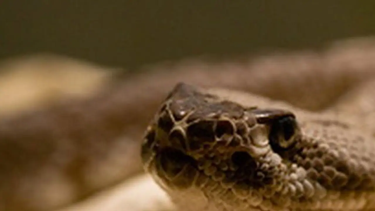 ಕೊಡಗಿನ ಕಾಫಿ ಗಿಡಗಳಲ್ಲಿ Pit viper ಹಾವು ಹಾವಳಿ : ಕೊಯ್ಲು ವೇಳೆ ಎಚ್ಚರ ಕೊಡಗಿನ ಕಾಫಿ ಗಿಡಗಳಲ್ಲಿ Pit viper ಹಾವು ಹಾವಳಿ : ಕೊಯ್ಲು ವೇಳೆ ಎಚ್ಚರ