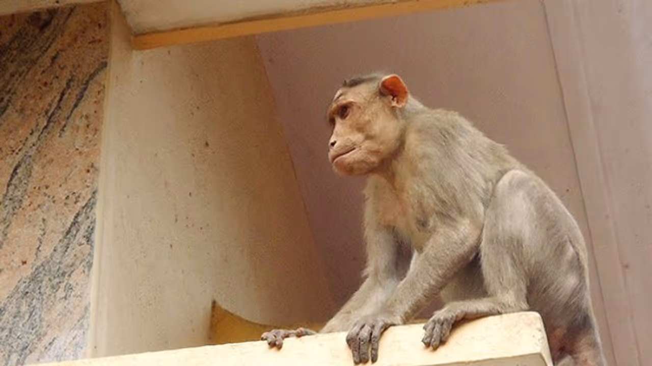 ரூ.2 லட்சத்தை கொள்ளையடித்துக் கொண்டு எஸ்கேப் ஆன குரங்கு! எந்த பிரிவில் வழக்கு பதிவு செய்வது என போலீஸ் திணறல்! ரூ.2 லட்சத்தை கொள்ளையடித்துக் கொண்டு எஸ்கேப் ஆன குரங்கு! எந்த பிரிவில் வழக்கு பதிவு செய்வது என போலீஸ் திணறல்!