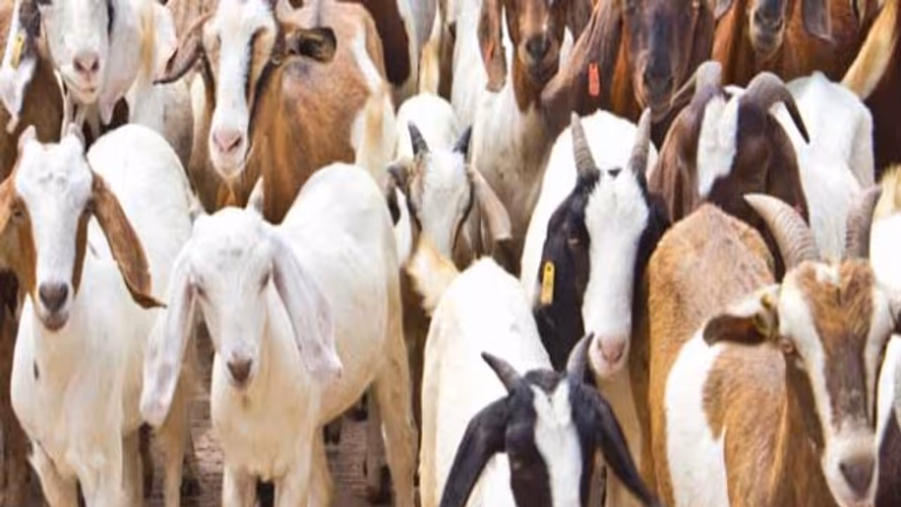 Eid al Adah 2023: 2 goats with unique 'Allah' birthmarks up for sale in Lucknow; price will STUN you