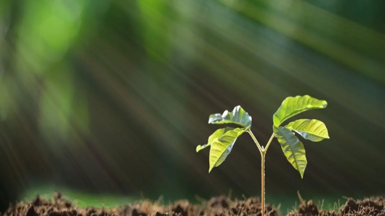 மண்வளத்தை அளிக்கும் ஏழு இயற்கை காரணிகள்; செலவு குறைவு பயன்பாடு அதிகம்... மண்வளத்தை அளிக்கும் ஏழு இயற்கை காரணிகள்; செலவு குறைவு பயன்பாடு அதிகம்...