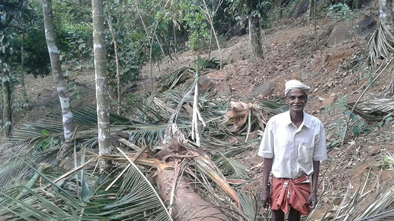 ആയോട് മലയോരത്ത് കാട്ടാനകളിറങ്ങി കൃഷി നശിപ്പിച്ചു ആയോട് മലയോരത്ത് കാട്ടാനകളിറങ്ങി കൃഷി നശിപ്പിച്ചു