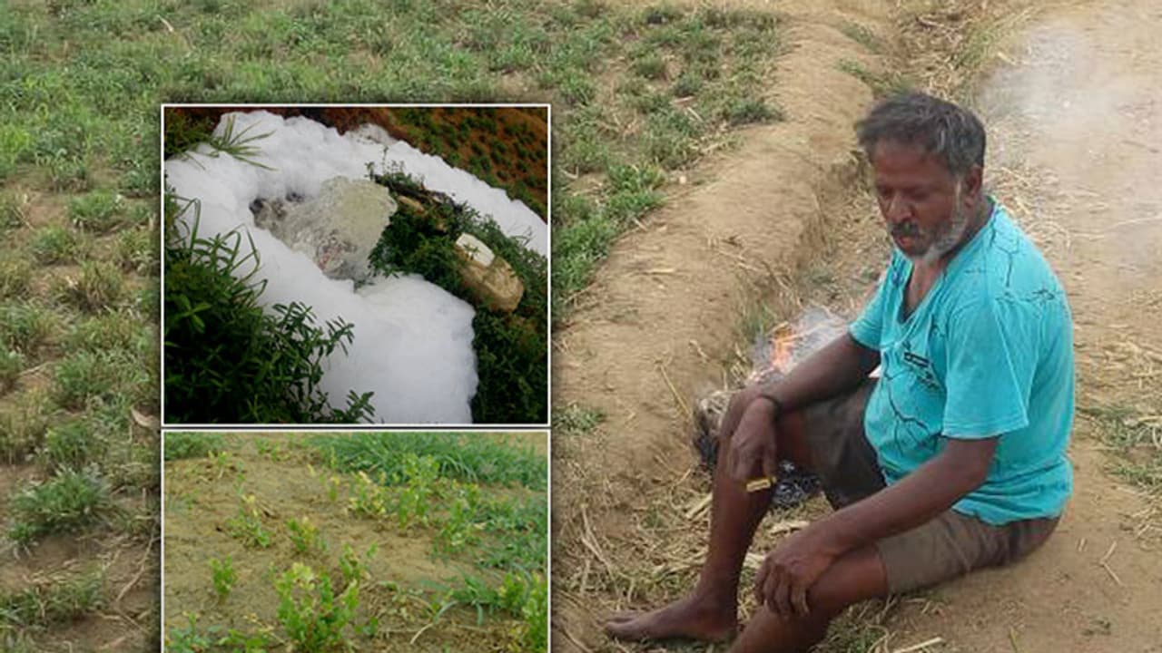 Farming takes a hit as acid water runs into fields near Varthur Farming takes a hit as acid water runs into fields near Varthur