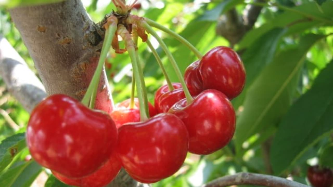 கொத்துக் கொத்தாக காய்க்கும் பிளம்ஸ் கனிகளின் அசர வைக்கும் மருத்துவ குணங்கள் இதோ... கொத்துக் கொத்தாக காய்க்கும் பிளம்ஸ் கனிகளின் அசர வைக்கும் மருத்துவ குணங்கள் இதோ...