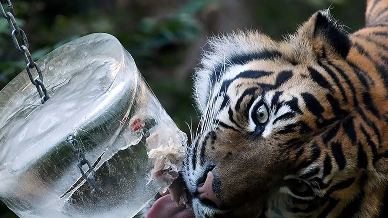 Video: Wild tiger spotted along safari in Bannerghatta Park