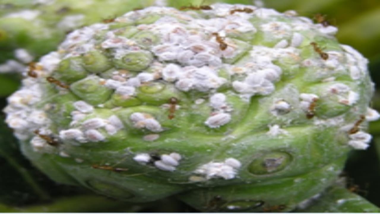 மாவுப்பூச்சிகளை கட்டுப்படுத்த மூன்று வகைகள் இருக்கு. நீங்கள் எதைப் பயன்படுத்தப் போறீங்க.. மாவுப்பூச்சிகளை கட்டுப்படுத்த மூன்று வகைகள் இருக்கு. நீங்கள் எதைப் பயன்படுத்தப் போறீங்க..