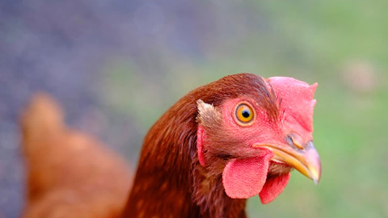 Pakistani teenager arrested for raping hen Pakistani teenager arrested for raping hen