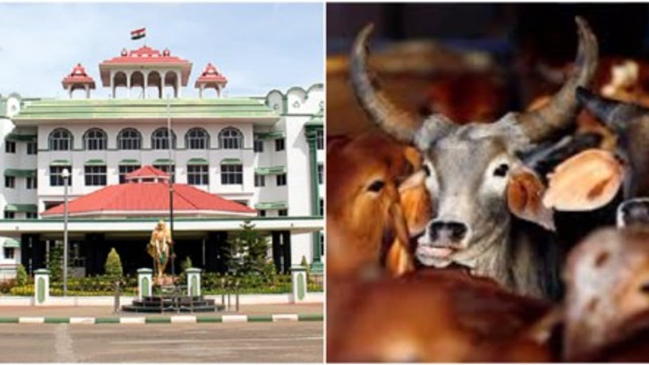 மாட்டிறைச்சி தடைக்கு எதிராக வழக்கு – விரைவில் வருகிறது தீர்ப்பு... மாட்டிறைச்சி தடைக்கு எதிராக வழக்கு – விரைவில் வருகிறது தீர்ப்பு...