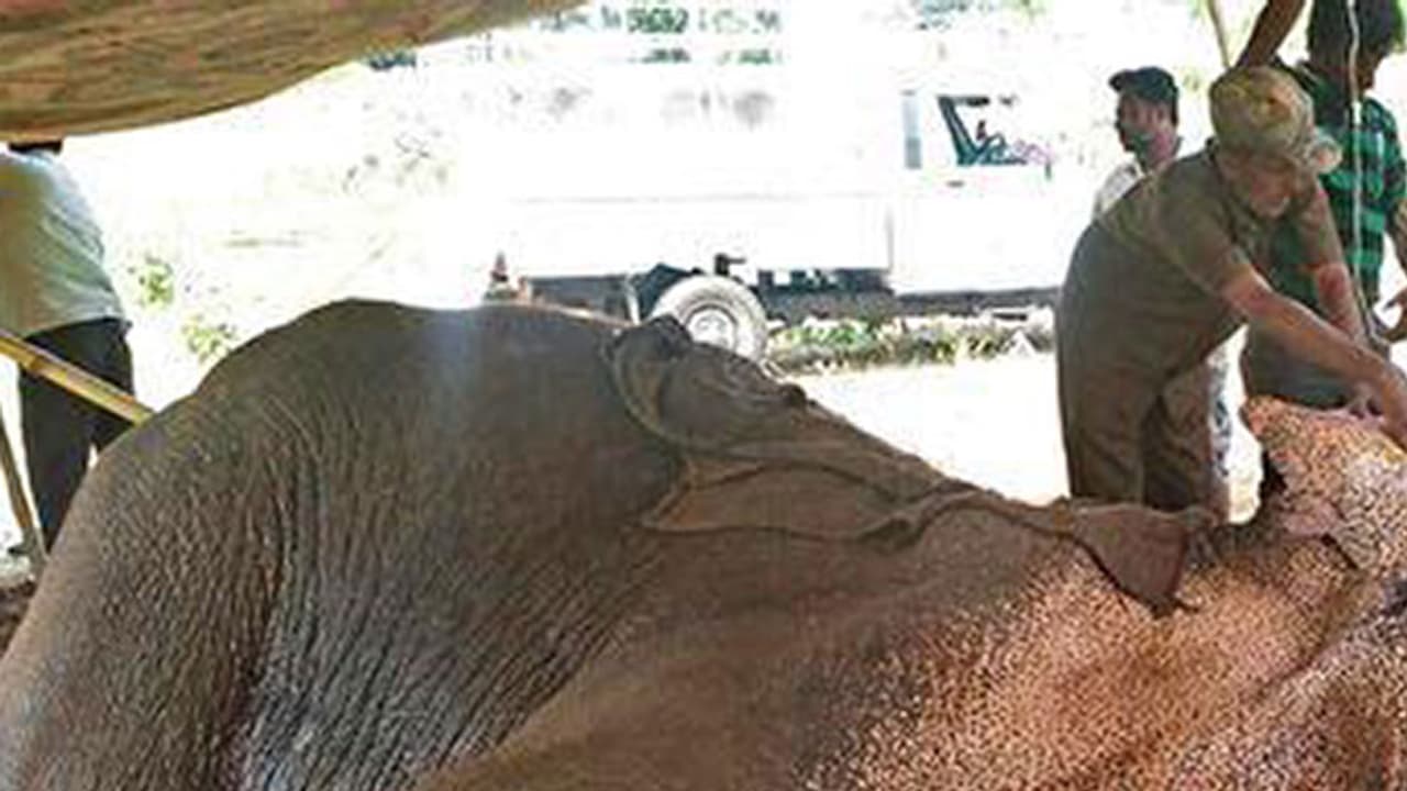 ಮಂಚನಬೆಲೆಯ ಆನೆ ಸಿದ್ಧ ಇನ್ನಿಲ್ಲ ಮಂಚನಬೆಲೆಯ ಆನೆ ಸಿದ್ಧ ಇನ್ನಿಲ್ಲ