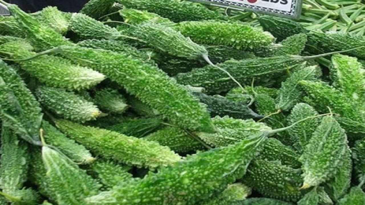 பந்தலில் பெரிய பாகற்காயை விளைவித்தால் நீங்களும் பெரிய ஆளுதான்…. பந்தலில் பெரிய பாகற்காயை விளைவித்தால் நீங்களும் பெரிய ஆளுதான்….