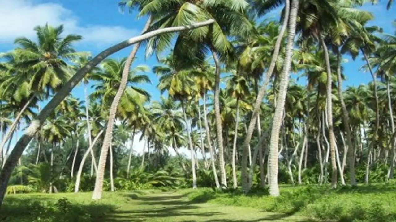 தென்னை மரத்தில் அதிக மகசூல் பெற அதுக்கு தேவையான சத்துக்களை இப்படித்தான் கொடுக்கணும்...