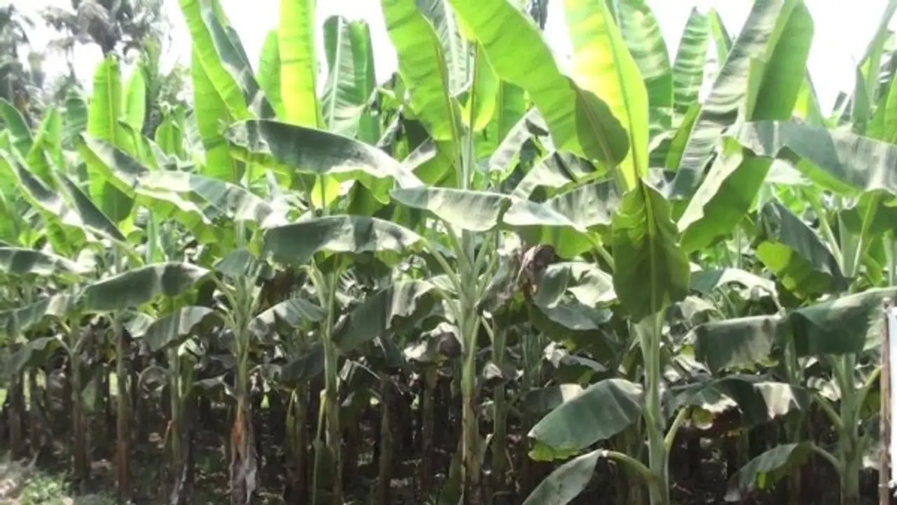 வாழையில் தாய்மரத்தை வெட்டக் கூடாது. ஏன் தெரியுமா? வாழையில் தாய்மரத்தை வெட்டக் கூடாது. ஏன் தெரியுமா?