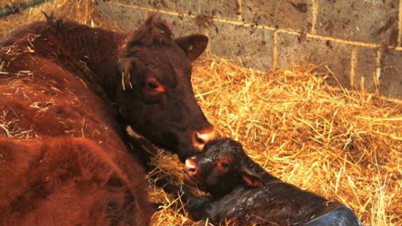 கருப்பை வெளித்தள்ளுதல் பிரச்சனையால் அவதிபடும் மாடுகளைக் குணப்படுத்தும் வழிகள்…. கருப்பை வெளித்தள்ளுதல் பிரச்சனையால் அவதிபடும் மாடுகளைக் குணப்படுத்தும் வழிகள்….