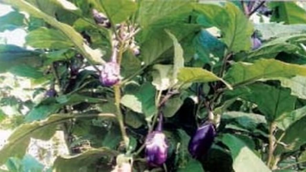 கத்திரி பயிர்களில் அதிக அளவில் பூ பூக்க இதை செய்யுங்கள்… கத்திரி பயிர்களில் அதிக அளவில் பூ பூக்க இதை செய்யுங்கள்…