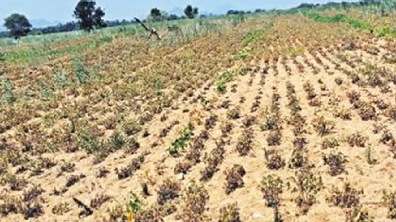 Farmers destroy crops due to water scarcity Farmers destroy crops due to water scarcity