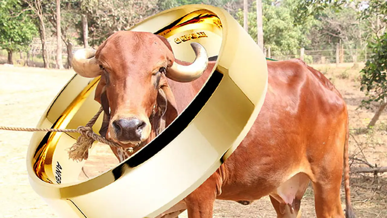 പശു ഒരു രാഷ്ട്രീയ മൃഗമായത് എങ്ങനെ?