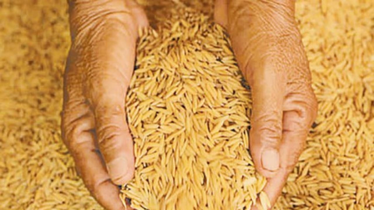 நெல்லில் விதை நேர்த்தி மற்றும் ஊட்டச்சத்து மேலாண்மை இப்படிதான் செய்யணும்? நெல்லில் விதை நேர்த்தி மற்றும் ஊட்டச்சத்து மேலாண்மை இப்படிதான் செய்யணும்?