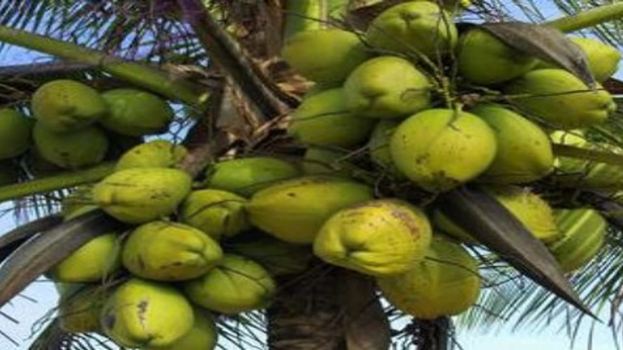 தரமான தென்னை விதைகள் எடுக்கணுமா? அதுக்கு இவ்வளவு செய்யணும்.. தரமான தென்னை விதைகள் எடுக்கணுமா? அதுக்கு இவ்வளவு செய்யணும்..