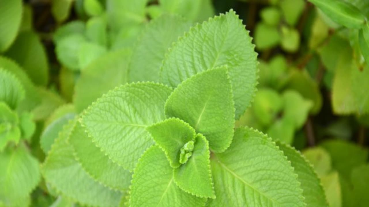 கற்பூரவள்ளியில் இவ்வளவு மருத்துவ குணங்கள் அடங்கி இருக்கிறதா? இது தெரியாம போச்சே... கற்பூரவள்ளியில் இவ்வளவு மருத்துவ குணங்கள் அடங்கி இருக்கிறதா? இது தெரியாம போச்சே...