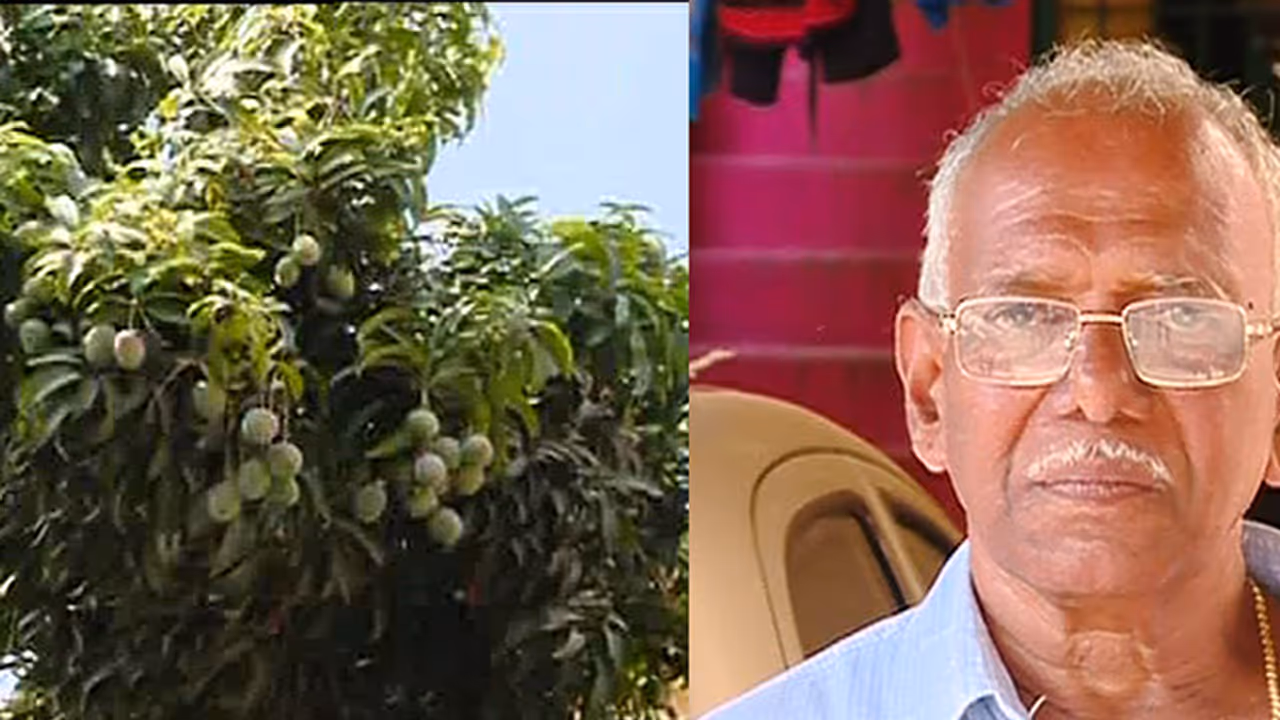 ಒಂದೇ ಮರದಲ್ಲಿ ಬೆಳೆಯುತ್ತವೆ 20 ಬಗೆಯ ಮಾವು: ಪವಾಡವಲ್ಲ, 70 ವರ್ಷದ ವ್ಯಕ್ತಿಯ ಚಮತ್ಕಾರ ಒಂದೇ ಮರದಲ್ಲಿ ಬೆಳೆಯುತ್ತವೆ 20 ಬಗೆಯ ಮಾವು: ಪವಾಡವಲ್ಲ, 70 ವರ್ಷದ ವ್ಯಕ್ತಿಯ ಚಮತ್ಕಾರ