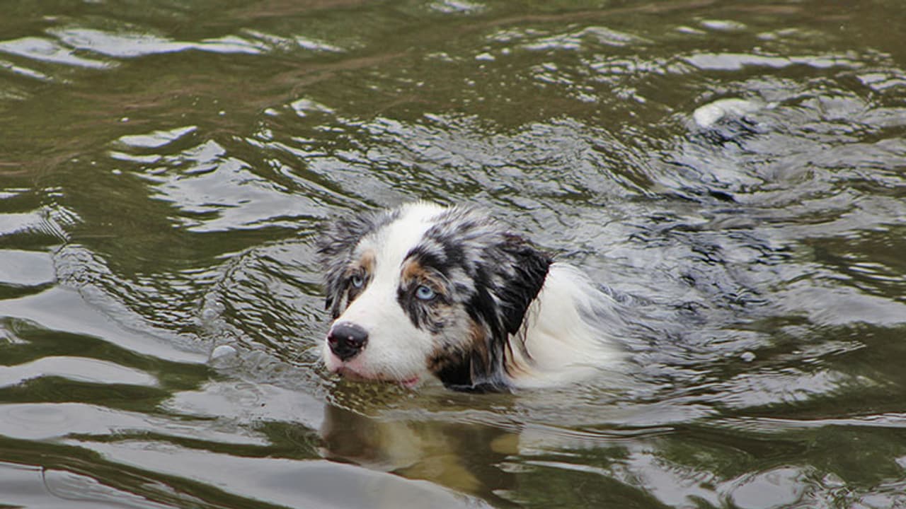 Mumbai businessman drowns in sea in Dubai trying to save a dog Mumbai businessman drowns in sea in Dubai trying to save a dog