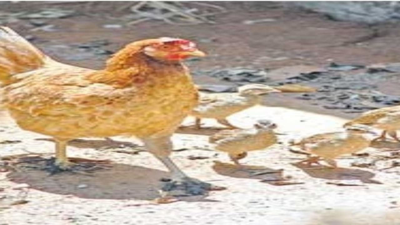 நாட்டுக் கோழிகளில் அதிக குஞ்சுகள் பெற வேண்டுமா? அப்போ இந்த வழியை முயற்சி செய்யுங்கள்... நாட்டுக் கோழிகளில் அதிக குஞ்சுகள் பெற வேண்டுமா? அப்போ இந்த வழியை முயற்சி செய்யுங்கள்...