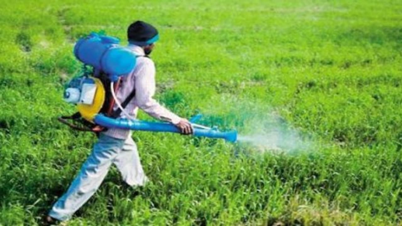 நெற்பயிரை அதிகமாகத் தாக்கும் பாக்டீரியா இலைக்கீற்று நோயை கட்டுப்படுத்த வழிகள்… நெற்பயிரை அதிகமாகத் தாக்கும் பாக்டீரியா இலைக்கீற்று நோயை கட்டுப்படுத்த வழிகள்…