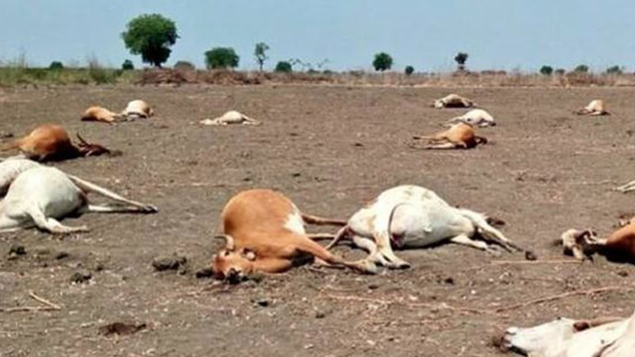 കീടനാശിനി തളിച്ച വയലില് മേഞ്ഞ 56 പശുക്കള്ക്ക് ദാരുണാന്ത്യം കീടനാശിനി തളിച്ച വയലില് മേഞ്ഞ 56 പശുക്കള്ക്ക് ദാരുണാന്ത്യം