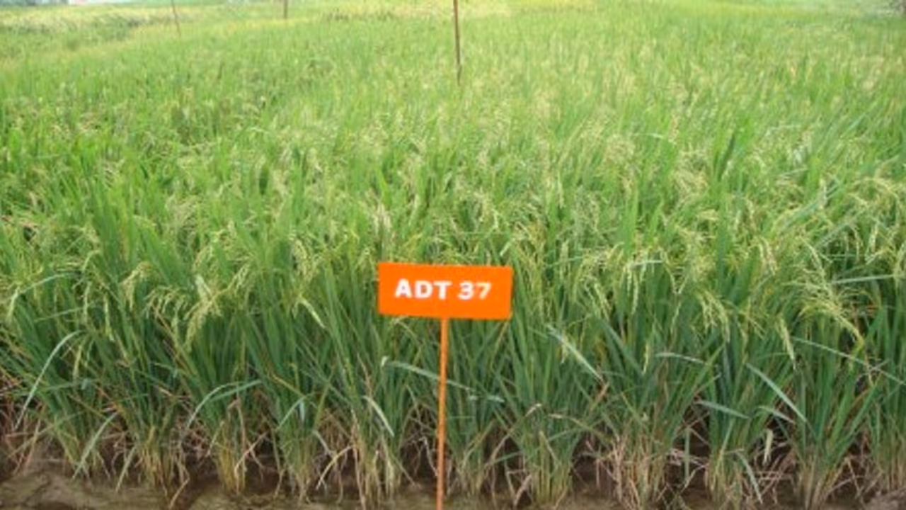 குறுகிய கால ரகமான ADT 37 நெல் ரகத்தை சாகுபடி செய்யும் முறை… குறுகிய கால ரகமான ADT 37 நெல் ரகத்தை சாகுபடி செய்யும் முறை…