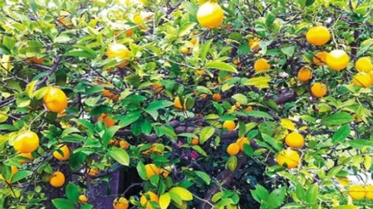 எலுமிச்சை சாகுபடியில் வடிகால் வசதி எப்படி செய்யலாம்; இதோ முறைகள்.. எலுமிச்சை சாகுபடியில் வடிகால் வசதி எப்படி செய்யலாம்; இதோ முறைகள்..