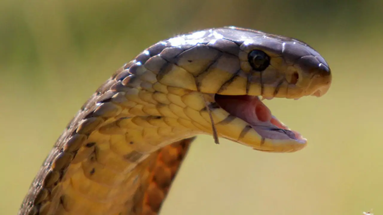 പ്രദര്ശനത്തിനിടെ മൂര്ഖന് കാഴ്ചക്കാര്ക്കിടയിലേക്ക് ഒരു ചാട്ടം! പ്രദര്ശനത്തിനിടെ മൂര്ഖന് കാഴ്ചക്കാര്ക്കിടയിലേക്ക് ഒരു ചാട്ടം!