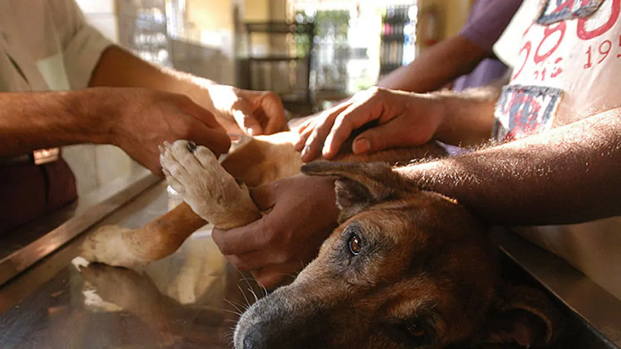 Not just people, Mumbaikars open their arms to flood hit strays and pets too