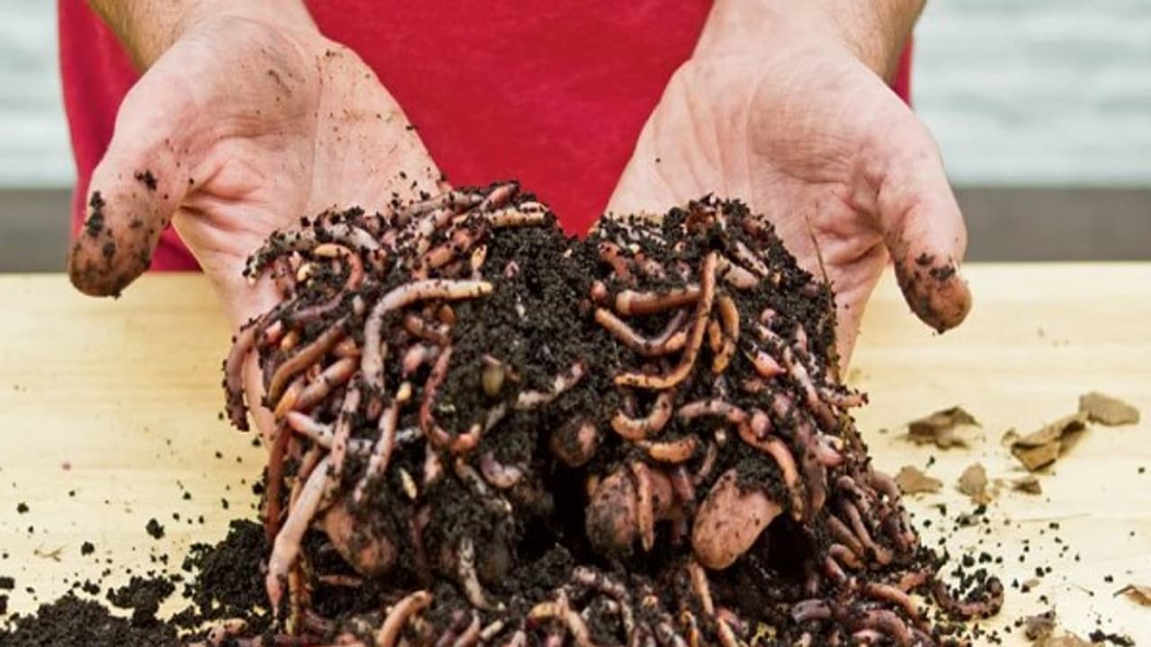 மண்புழு உரம் தயாரிக்க தேவையான மண்புழு மற்றும் உற்பத்தி இடத்தை எப்படி தேர்தெடுக்கணும்? மண்புழு உரம் தயாரிக்க தேவையான மண்புழு மற்றும் உற்பத்தி இடத்தை எப்படி தேர்தெடுக்கணும்?