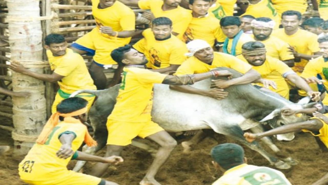 தஞ்சையில் சீறிப்பாய்ந்த கொம்பு வைத்த சிங்கங்கள்; 272 காளைகள், 213 வீரர்கள்… தஞ்சையில் சீறிப்பாய்ந்த கொம்பு வைத்த சிங்கங்கள்; 272 காளைகள், 213 வீரர்கள்…