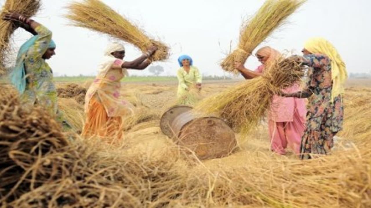 இயற்கைவழி வேளாண்மையில் நெல் சாகுபடி செய்யலாமா? இயற்கைவழி வேளாண்மையில் நெல் சாகுபடி செய்யலாமா?