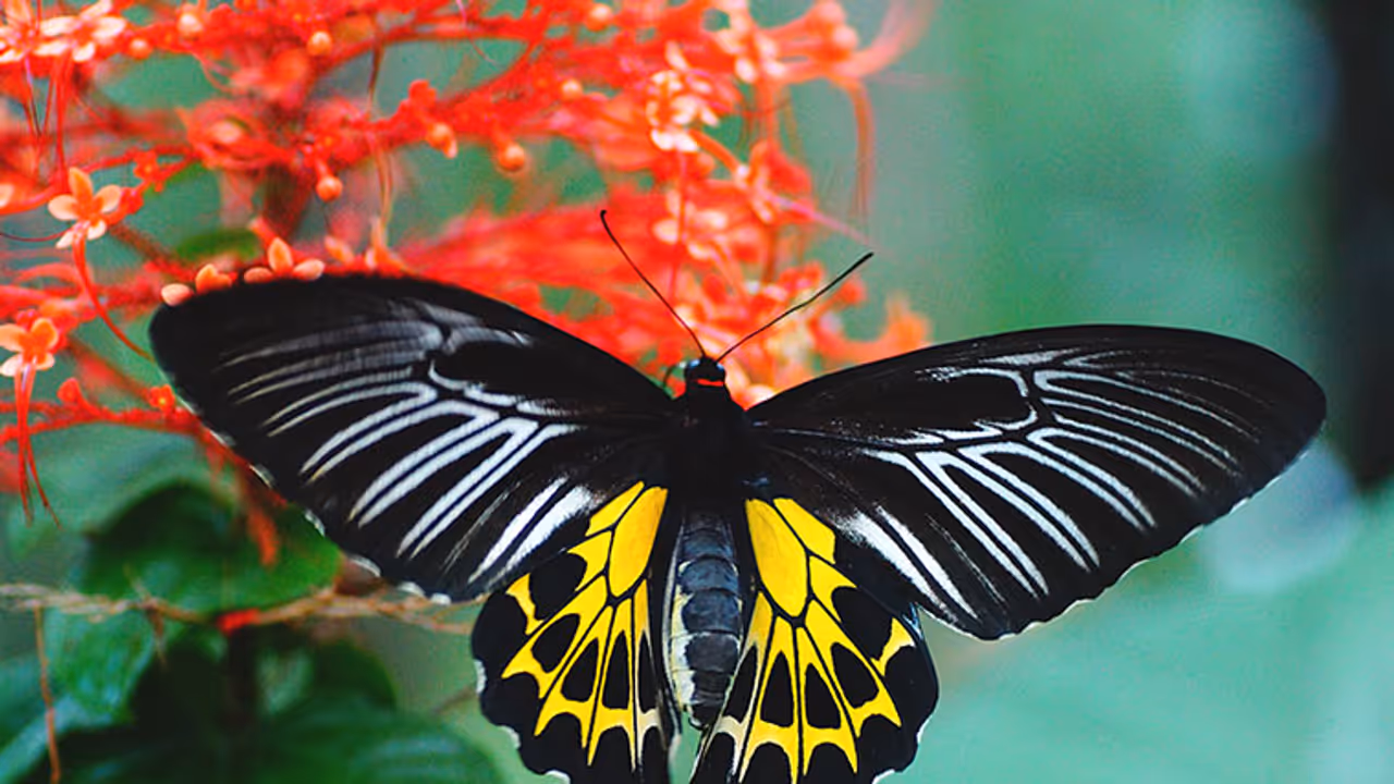 ಕನ್ನಡ ಧ್ವಜ ಬಣ್ಣದ ಪಾತರಗಿತ್ತಿಗೆ ‘ರಾಜ್ಯ ಚಿಟ್ಟೆ’ ಗೌರವ!