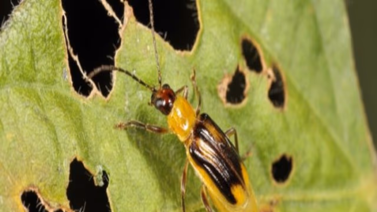 பல்வேறு பயிர்களும் அவற்றைத் தாக்கும் பூச்சிகளைக் கட்டுப்படுத்தும் வழிகளும்... பல்வேறு பயிர்களும் அவற்றைத் தாக்கும் பூச்சிகளைக் கட்டுப்படுத்தும் வழிகளும்...