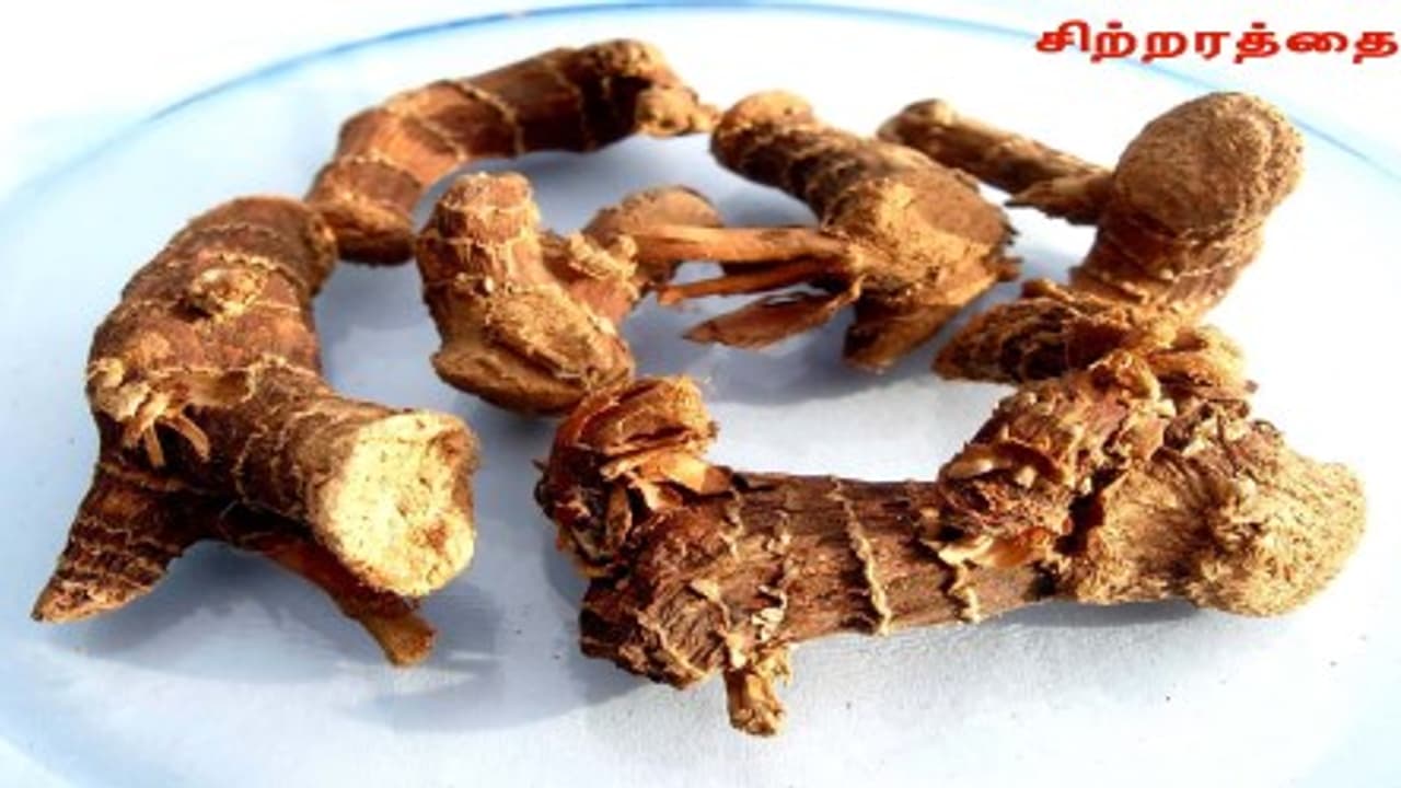 குழந்தைகள் முதல் பெரியவர்கள் வரை இருமலுக்கு சிறந்த மருந்து சிற்றரத்தை…1` குழந்தைகள் முதல் பெரியவர்கள் வரை இருமலுக்கு சிறந்த மருந்து சிற்றரத்தை…1`