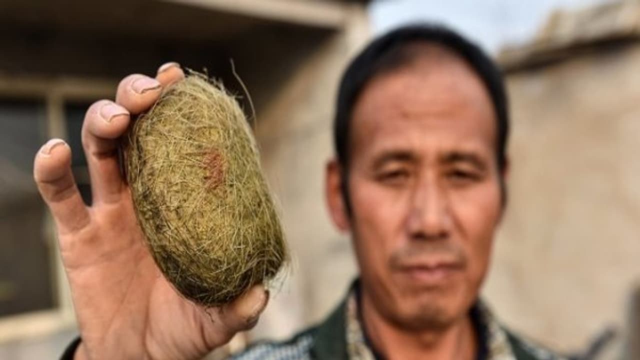 ஒரே ஒரு பன்றியால் கோடீஸ்வரரான ஏழை விவசாயி! ஒரே ஒரு பன்றியால் கோடீஸ்வரரான ஏழை விவசாயி!