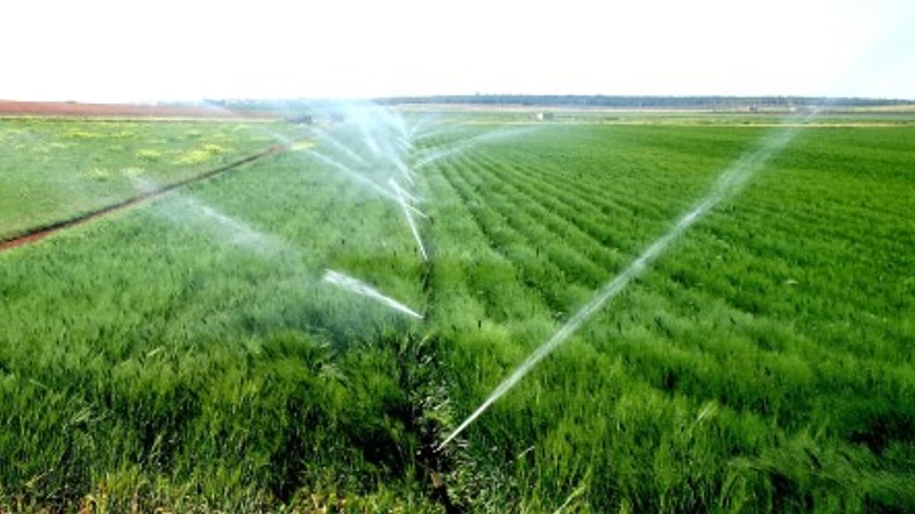 தேவையான அளவு நீர்பாய்ச்சுவதால் கூட நெல்லில் கூடுதல் விளைச்சல் பெறலாம்… தேவையான அளவு நீர்பாய்ச்சுவதால் கூட நெல்லில் கூடுதல் விளைச்சல் பெறலாம்…