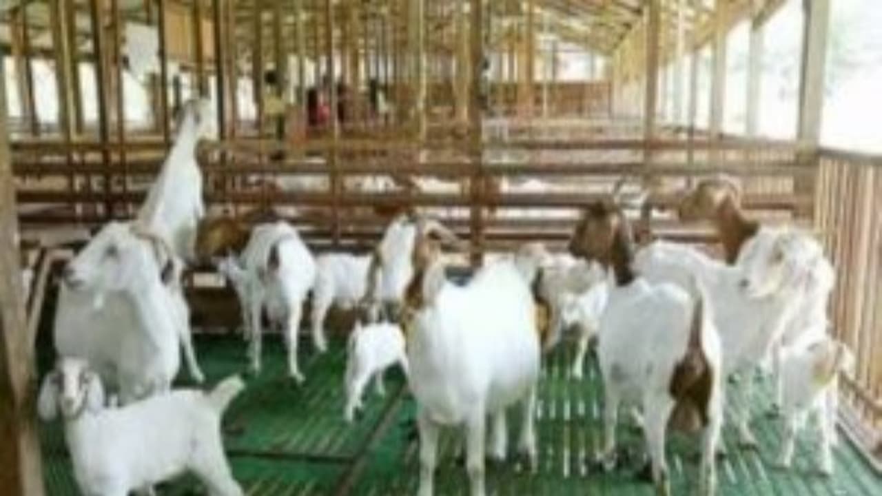 பரண் மேல் வெள்ளாடு வளர்ப்பில் இருக்கும் நன்மைகள் ஒரு அலசல்... பரண் மேல் வெள்ளாடு வளர்ப்பில் இருக்கும் நன்மைகள் ஒரு அலசல்...