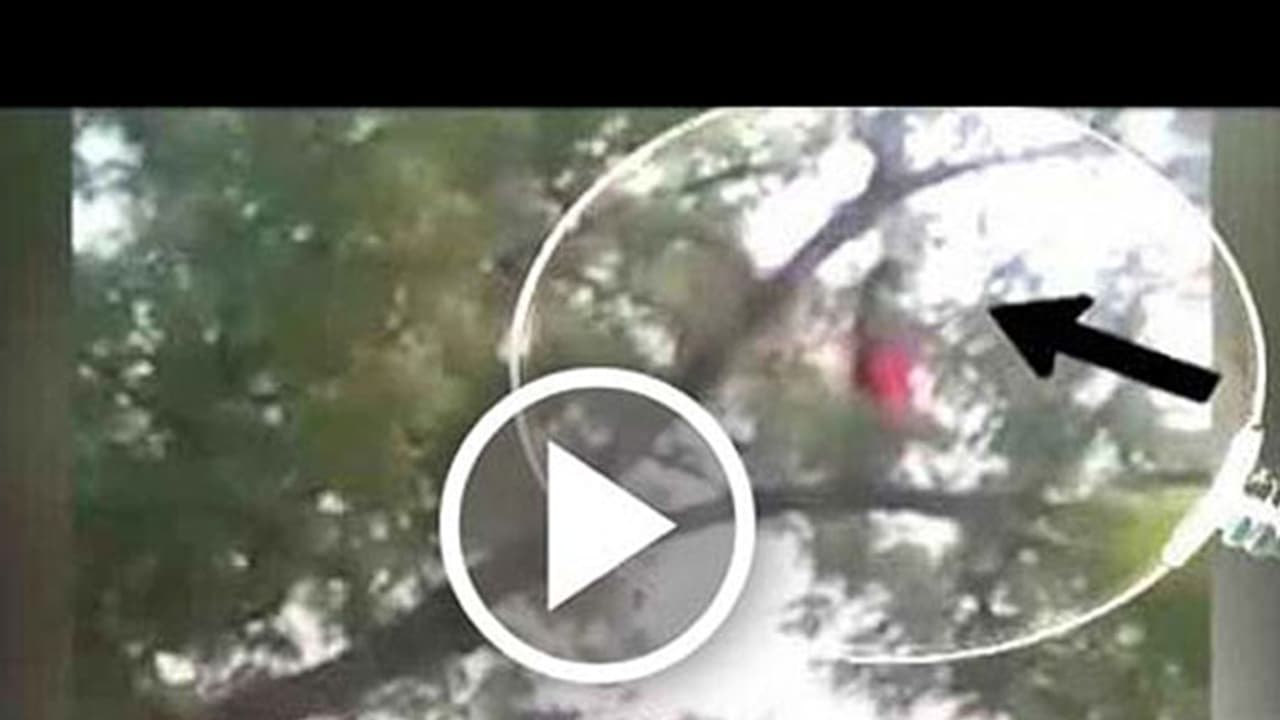 മരത്തിന് മുകളില് യുവതി നിസ്കരിക്കുന്ന വീഡിയോ വൈറലായി മരത്തിന് മുകളില് യുവതി നിസ്കരിക്കുന്ന വീഡിയോ വൈറലായി