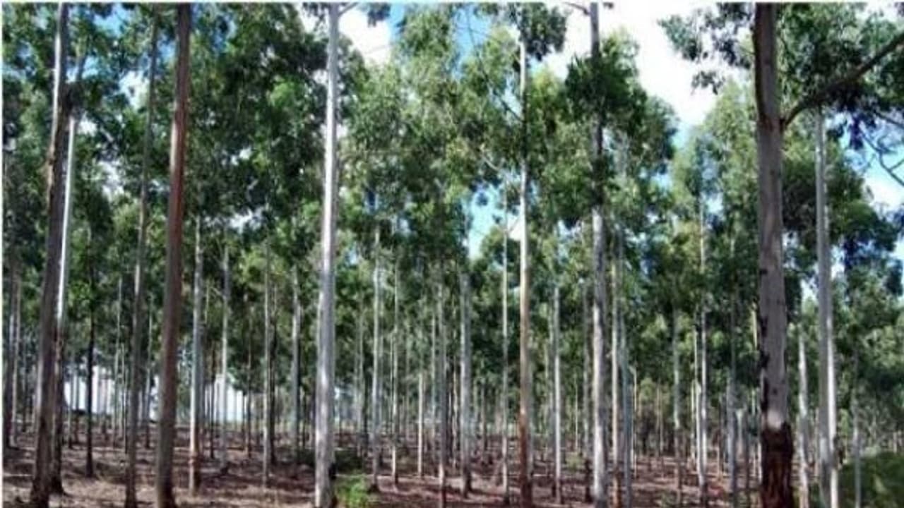 செஞ்சந்தன மரத்திற்கு செம்மண்தான் ஏற்றது. மகத்தான் வளர்ச்சியை உடனே பார்க்கலாம்... செஞ்சந்தன மரத்திற்கு செம்மண்தான் ஏற்றது. மகத்தான் வளர்ச்சியை உடனே பார்க்கலாம்...