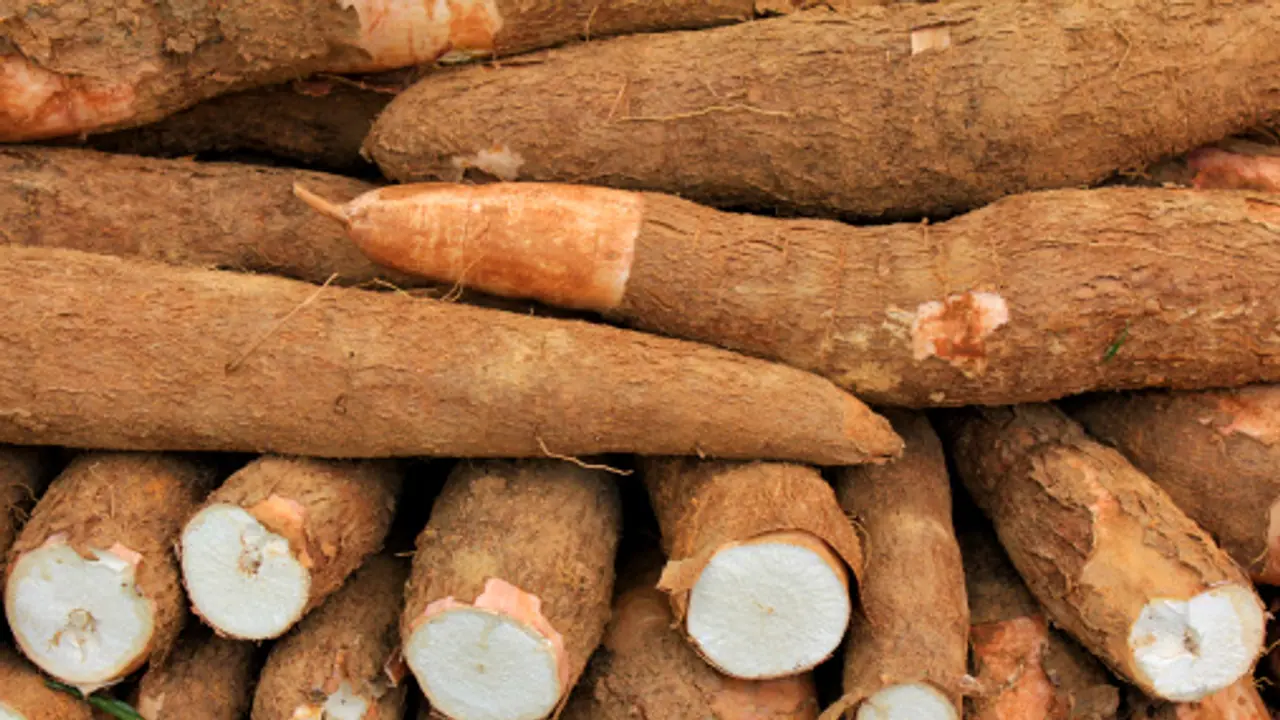 മരച്ചീനിയില് നിന്ന് സ്പിരിറ്റ്: പദ്ധതി സര്ക്കാര് ഉപേക്ഷിക്കുന്നു, ഇതാണ് കാരണം മരച്ചീനിയില് നിന്ന് സ്പിരിറ്റ്: പദ്ധതി സര്ക്കാര് ഉപേക്ഷിക്കുന്നു, ഇതാണ് കാരണം