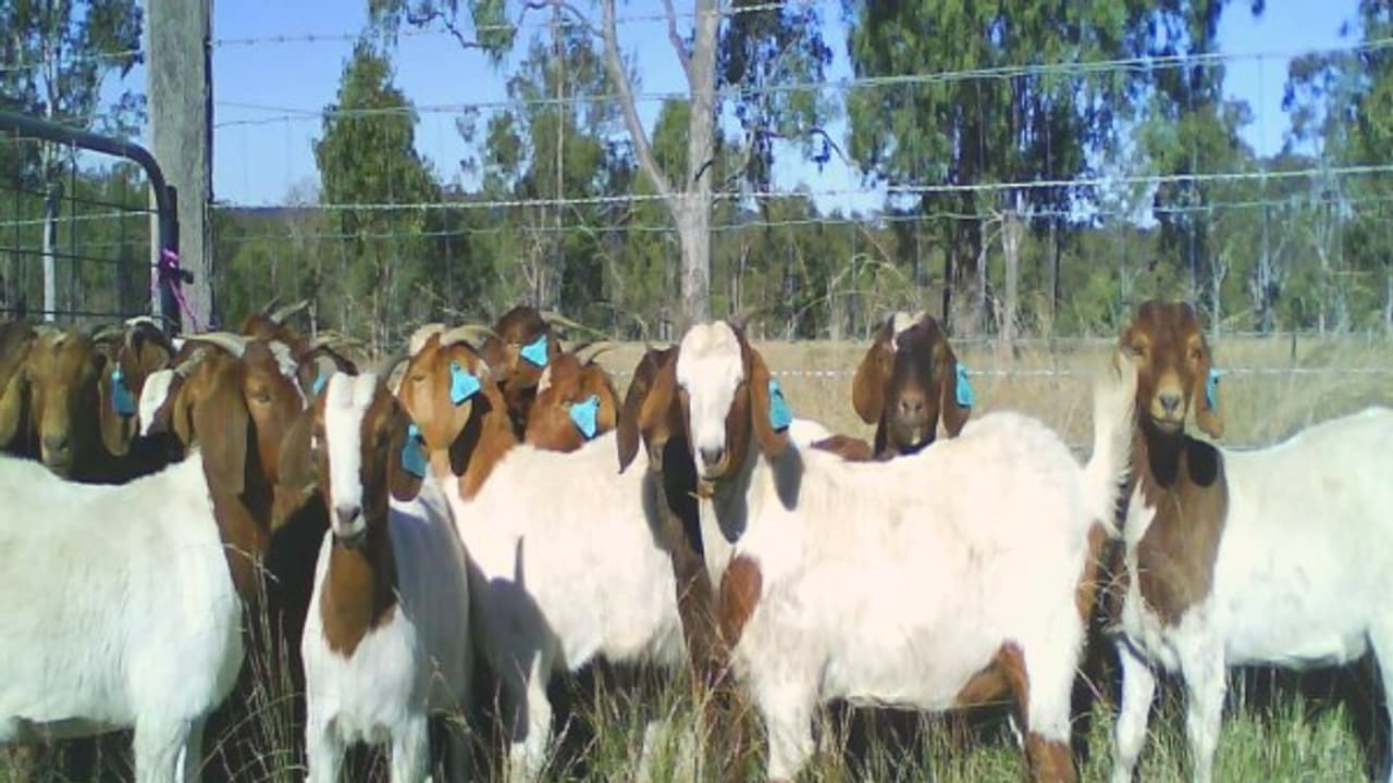 கால்நடைகளுக்கான அடர்தீவனத்தை தயாரித்து எப்படி? இதை வாசிச்சு தெரிஞ்சுக்குங்க...