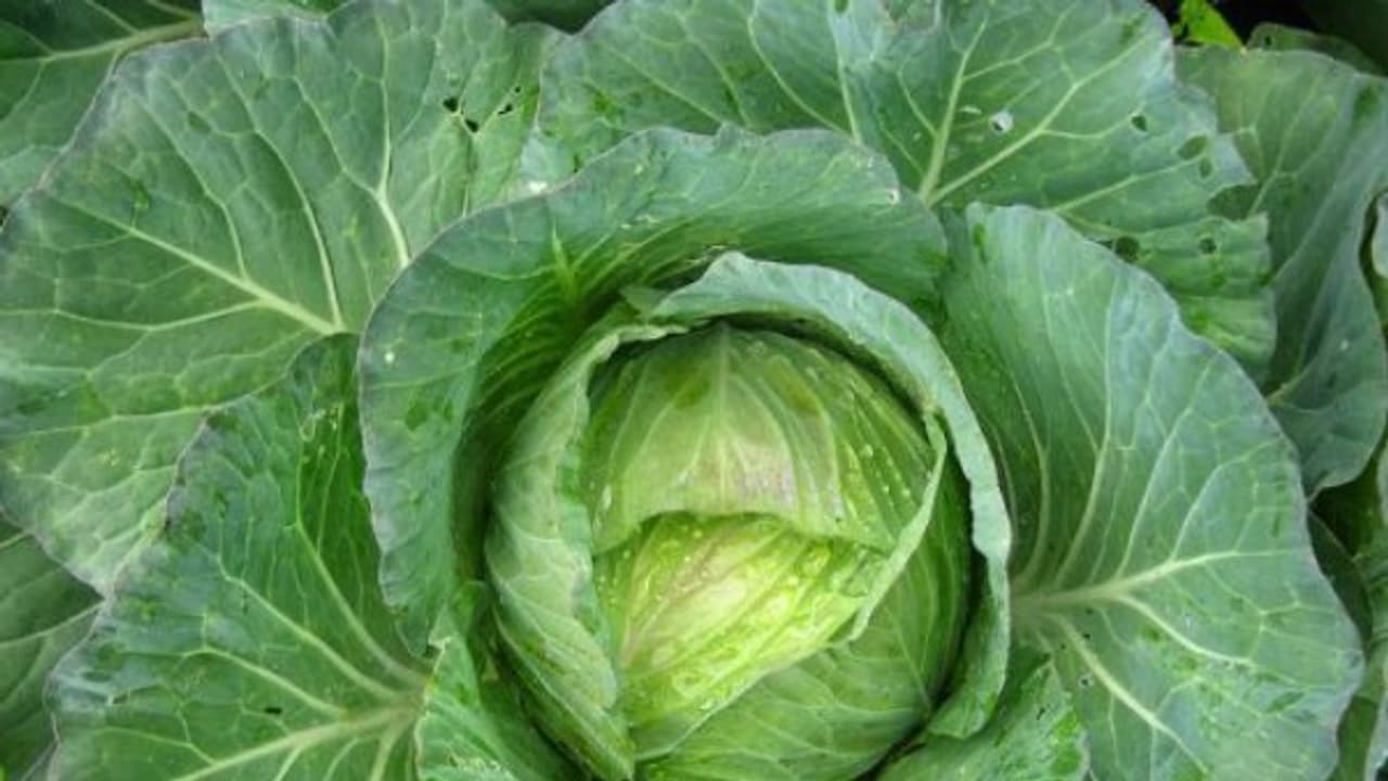 முட்டைகோஸ் சாப்பிட்டால் புற்றுநோய் வளர்வதை தடுக்கலாம் ஆய்வு சொல்லுது...